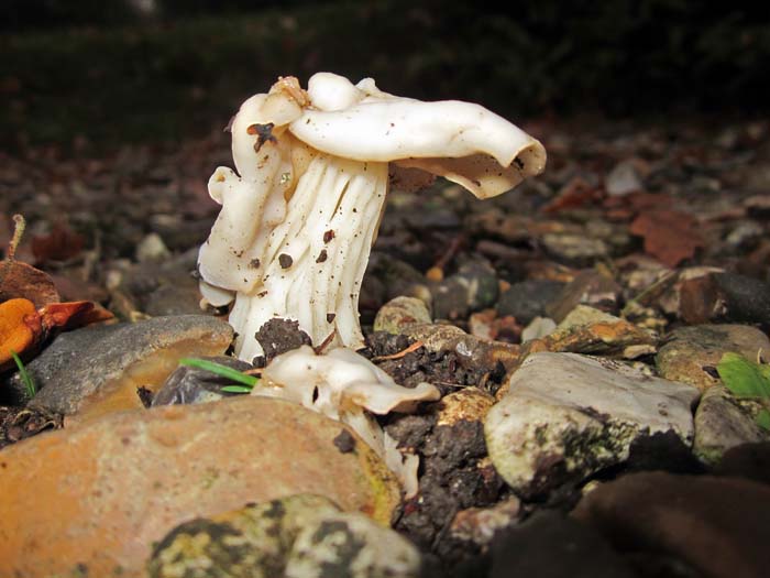 Helvella crispa Helvella crispa